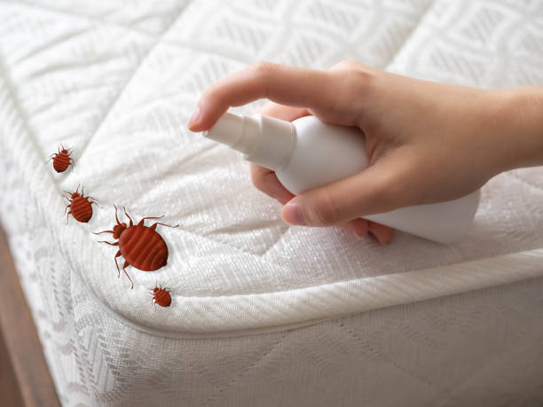 Best Local Pest Control Services  in Federalsburg, MD